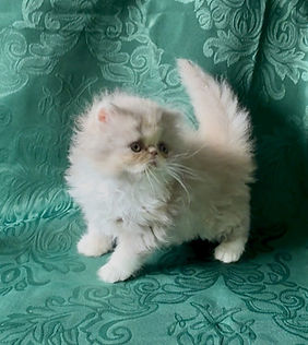 1 1 2026 Glory lilac calico girl 2.jpg
