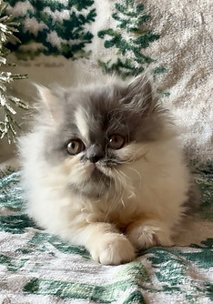 1 Tessie white and blue girl 5.jpg