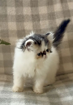 1 2025 Glory black tabby and white_edite