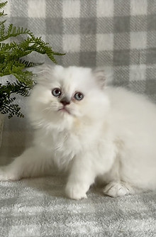 1 2025 Molly Kittens Will Scarlet4_edite