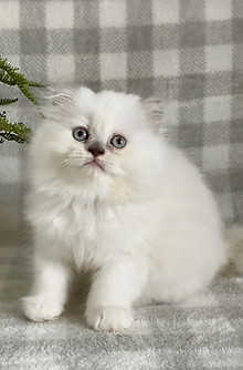 1 2025 Molly Kittens Will Scarlet.jpg
