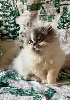 1 Tessie white and blue girl 4.jpg