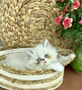1 2025 Selah blue eyed boy 17.jpg