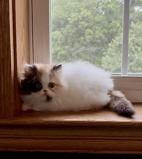1 2026 Victoria calico Mayv3.jpg