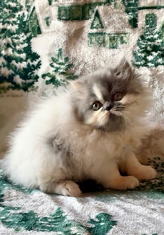 1 Tessie white and blue girl 9_edited.jp