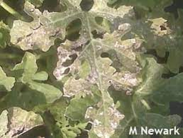 Pythium 5.png