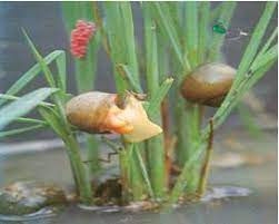 snail2.jfif