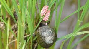 snail3.jfif