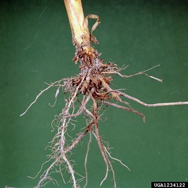 Nematode1.png