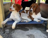 puppy daycare and training