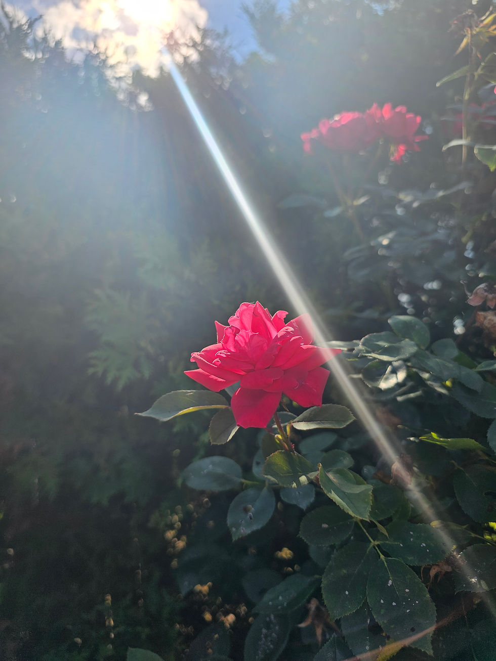 Rose
