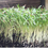 Thumbnail: Florence Fennel Microgreens
