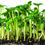 Thumbnail: Black Oil Sunflower Microgreens
