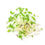 Thumbnail: Black Oil Sunflower Microgreens