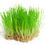 Thumbnail: Wheatgrass Microgreens
