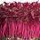 Thumbnail: Red Garnet Amaranth Microgreens