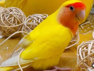 Agapornis