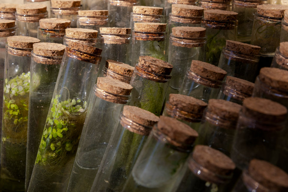 #tizianacerarosco#italianartist#contempoarryart#artresidency#erbariodellemersione#erbary#plants#ortobotanicodipalermo#performanceart#videoart#installationart#alghe#seaweed