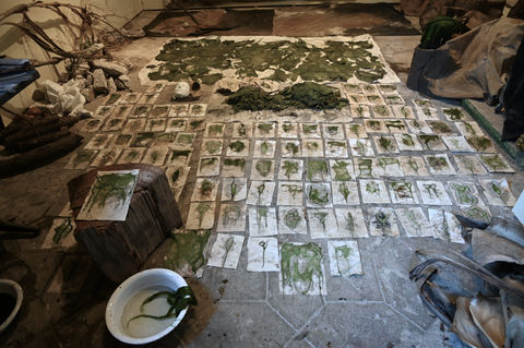 #tizianacerarosco#italianartist#contempoarryart#artresidency#erbariodellemersione#erbary#plants#ortobotanicodipalermo#performanceart#videoart#installationart#alghe#seaweed