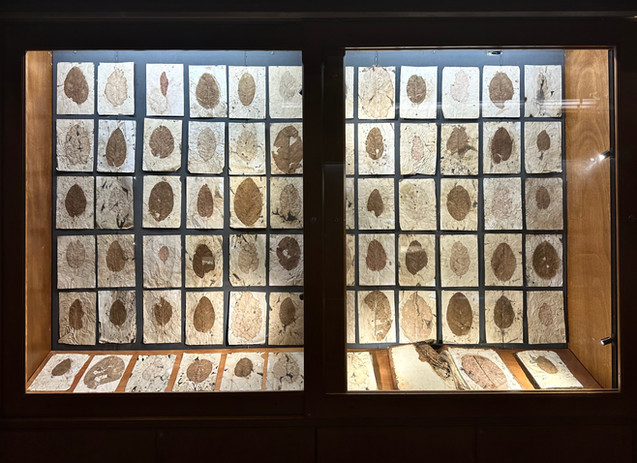#tizianacerarosco #anthurium #ortobotanicopalermo
#mostra #residenceartistique #artresidency #plants #trees #flowers #alghe #melograno #pommegranate #persefone #gold #ade #sheets #heart #hearth #erbario #stone #monotype #artcurator #artcollector #contemporaryart #femaleartist