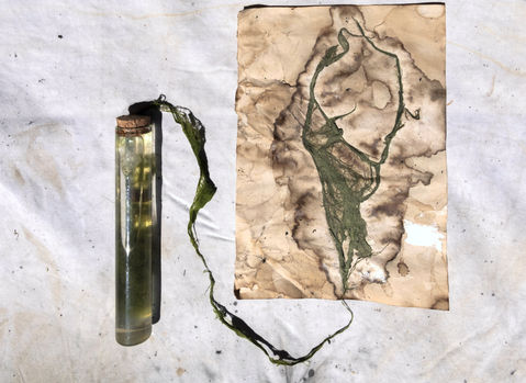 #tizianacerarosco#italianartist#contempoarryart#artresidency#erbariodellemersione#erbary#plants#ortobotanicodipalermo#performanceart#videoart#installationart#alghe#seaweed