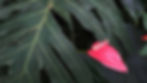 How Pink Princess Philodendron is used in your home décor?