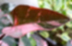 How Pink Princess Philodendron is used in your home décor?