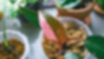 How Pink Princess Philodendron is used in your home décor?