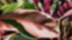 How Pink Princess Philodendron is used in your home décor?