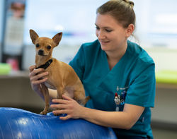 Tierklinik Dennler Physiotherapie