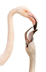 Vögel - Ornithologie  006.jpg