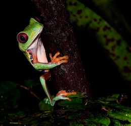 Amphibien - Frösche - Lurche  - Andy Hunger   024.jpg
