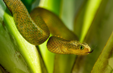Giftschlangen - Schlangenfotos - Tierfotograf Andy Hunger   012.jpg