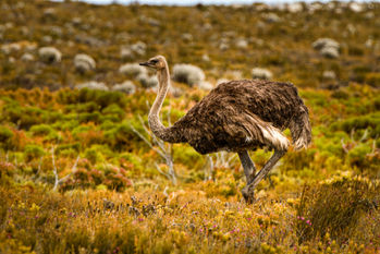 Vögel - Ornithologie  021.jpg