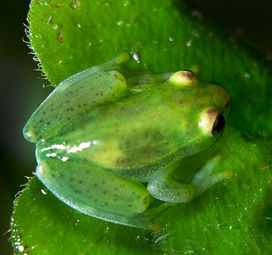 Amphibien - Frösche - Lurche  - Andy Hunger   003.jpg