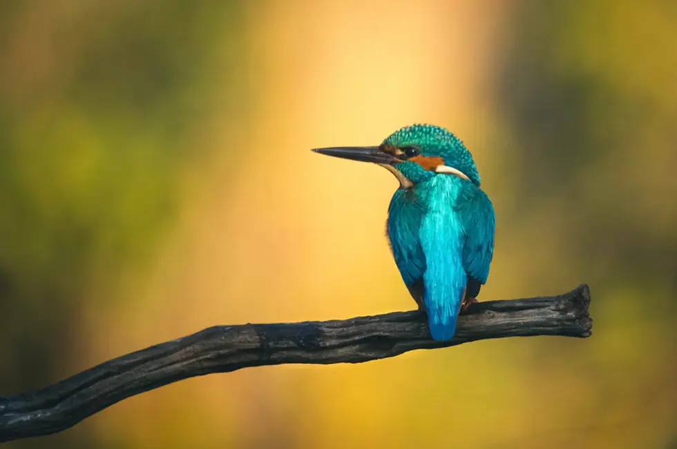 un martin pêcheur posé sur une branche, symbole de liberté et de spiritualité éveillée