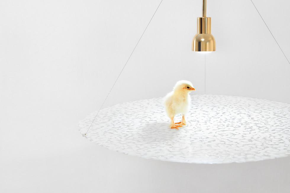 Hatch - Eggshell Pendant Lighting