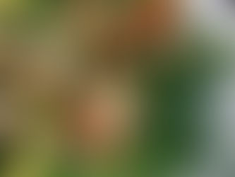 Arugula Topped with Airfryed Salmon & Avocado