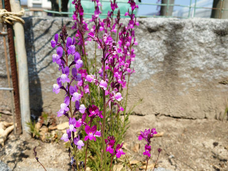 道端の草花について。