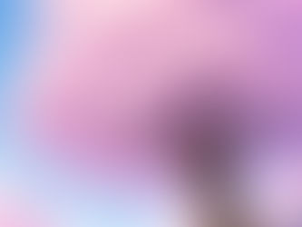 桜の開花宣言について。