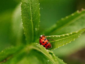 PEST MANAGEMENT: AN INTEGRATED APPROACH