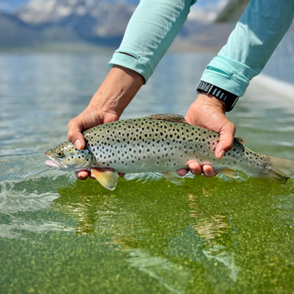 Guided Fly Fishing Crowley Lake