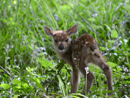 The 5 Types of Animal Spirit Guides