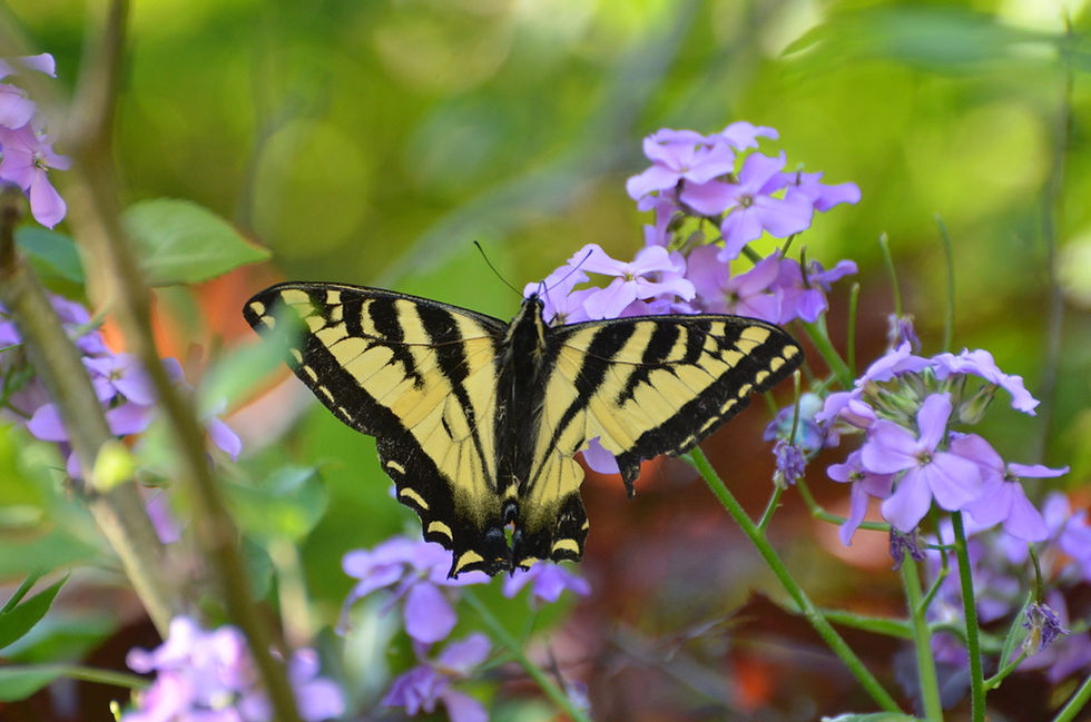 Monarch Butterfly on purple butterfly bush flowers