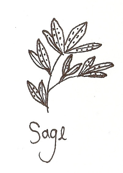 Drawing of sage