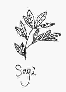 Drawing of sage