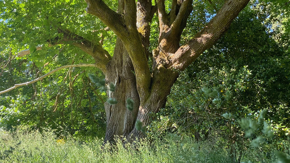 Old growth maple tree in early autumn