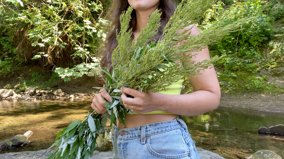 Harvesting wild coastal mugwort
