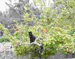 Black cat sitting high in a heritage apple tree