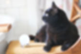 fullsizeoutput_72ac.jpeg